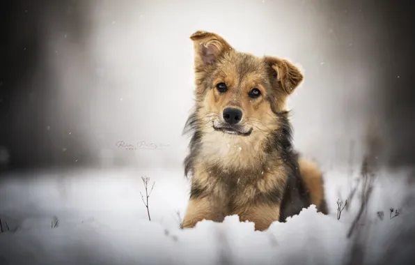 Зима, друг, собака