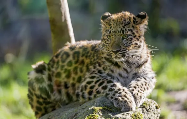 Картинка кошка, камень, леопард, детёныш, котёнок, амурский, ©Tambako The Jaguar