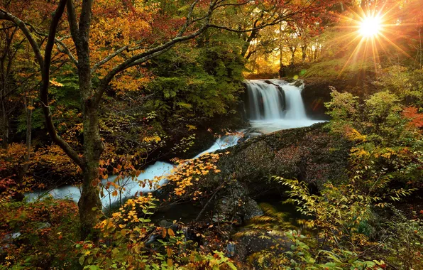 Картинка осень, лес, солнце, природа, фото, водопад