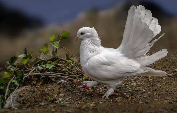 Картинка птица, голубь, перья, хвост, белый голубь