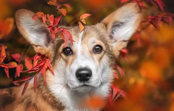 Картинка осень, взгляд, листья, ветки, портрет, собака, размытость, нос