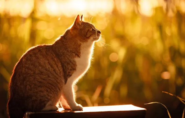 Картинка кошка, лето, трава, кот, солнце, свет, природа, сидит