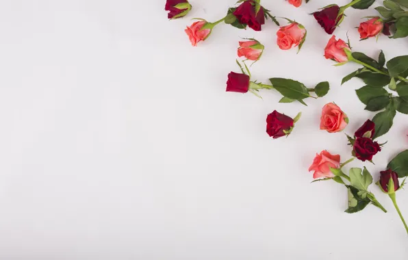 Картинка цветы, красный, розы, розовые, бутоны