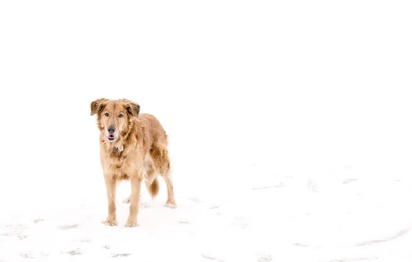 Картинка dog, winter, snow