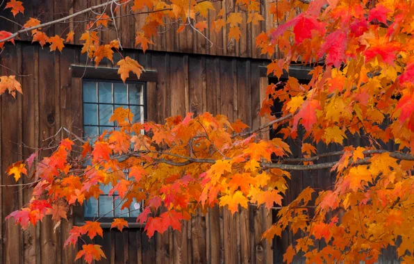 Осень, листья, дом, ветка, окно