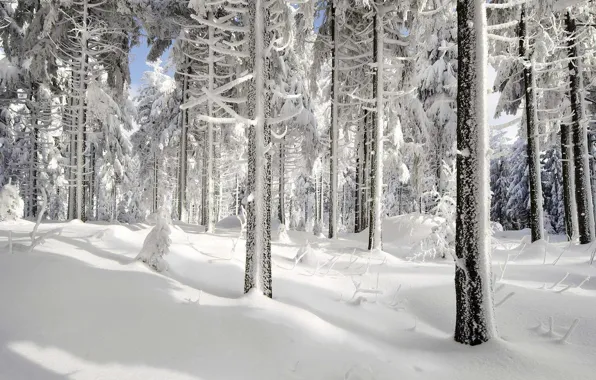 Зима, лес, снег