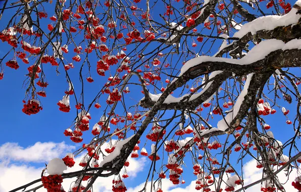 Небо, снег, ягоды, дерево, рябина
