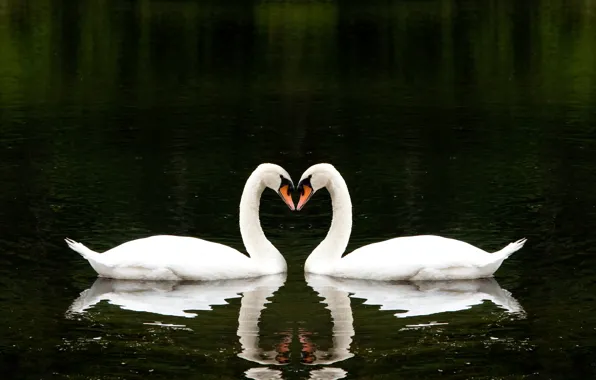 Любовь, озеро, вместе, сердце, love, красивая, heart, beautiful