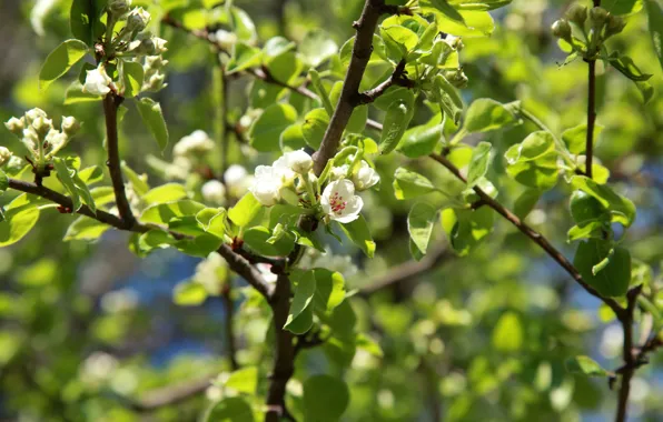 Картинка цветы, весна, яблоня