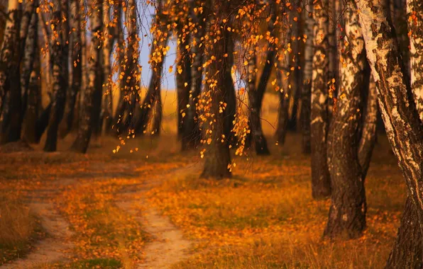 Картинка осень, листья, деревья, природа, парк, фото