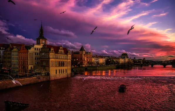 Картинка чайки, Прага, Чехия