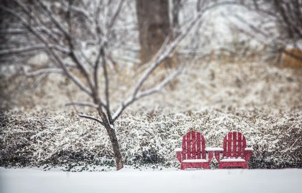 Зима, снег, дерево, стулья, боке