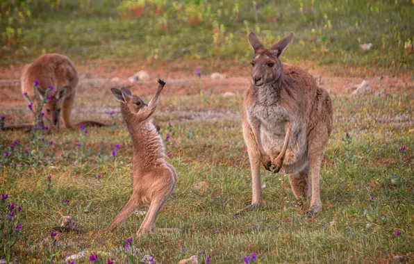 Картинка природа, Австралия, кенгуру