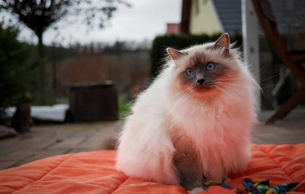 Кошка, кот, взгляд, поза, дом, оранжевая, двор, будка