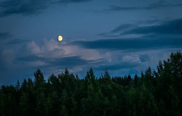 Картинка лес, небо, облака, деревья, природа, луна