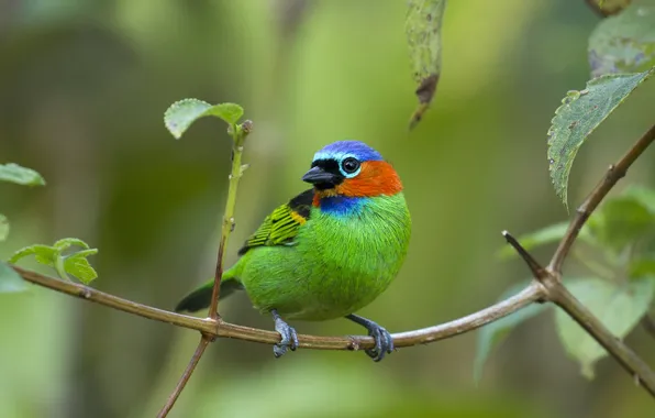Forest, bird, wildlife, tanager