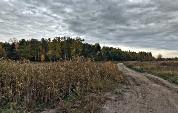 Картинка дорога, поле, осень