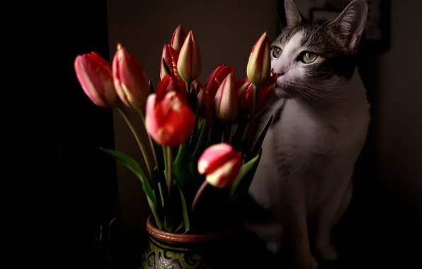 Кошка, кот, взгляд, свет, поза, букет, тюльпаны, розовые
