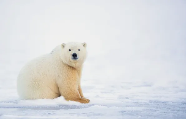 Картинка зима, белый, снег, природа, мишка, белый медведь, полярный медведь
