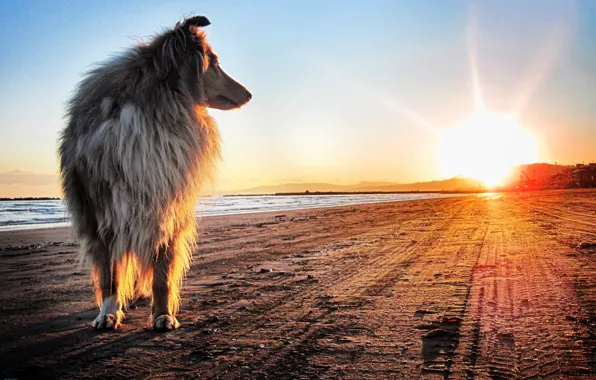 Картинка песок, солнце, закат, берег, Собака, колли