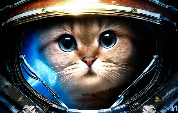 Картинка кот, скафандр, starcraft
