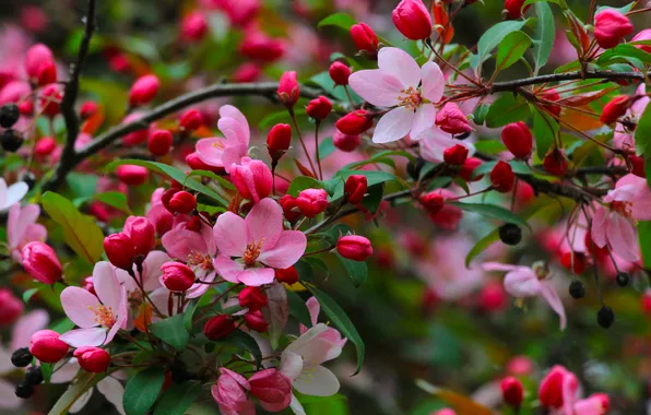 Flower, pink, tree, spring, twigs