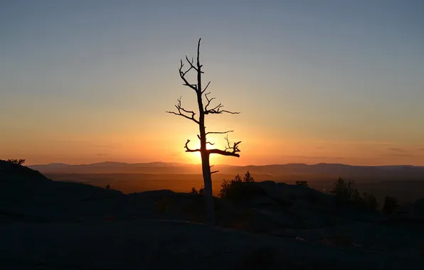 Деревья, пейзаж, закат, горы