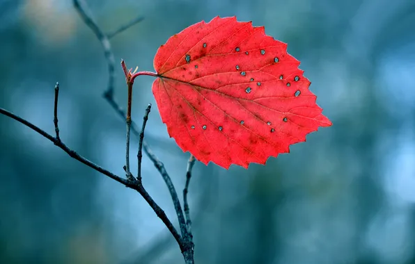 Картинка осень, природа, лист, ветка, багрянец