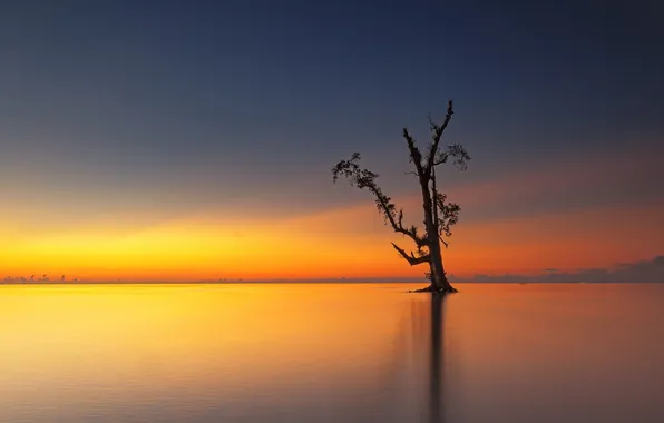 Картинка море, закат, дерево