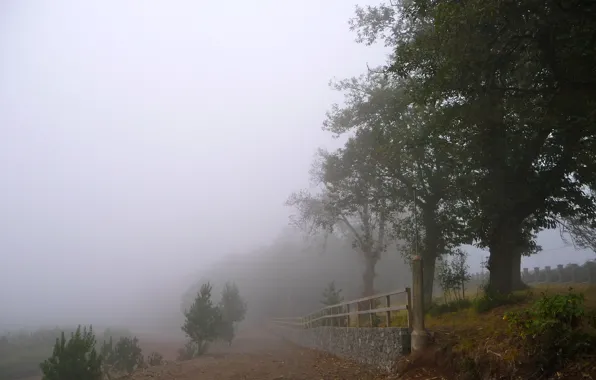 Картинка дорога, туман, забор, Деревья, склон