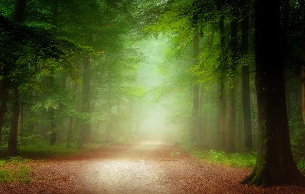 Картинка дорога, осень, лес, листья, деревья, туман