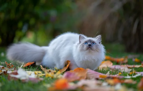 Осень, кошка, белый, трава, кот, взгляд, листья, природа