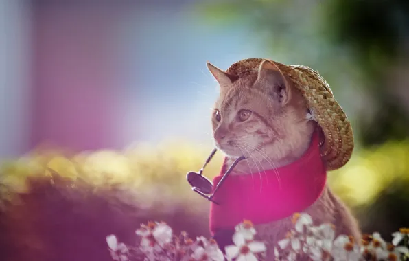 Кошка, кот, взгляд, цветы, природа, поза, котенок, котик
