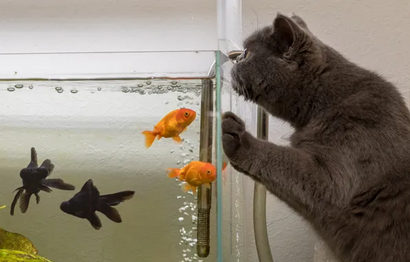 Кошка, кот, рыбки, аквариум, ситуация