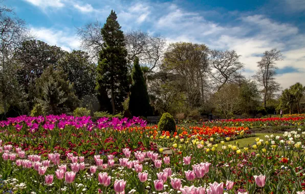Деревья, цветы, сад, тюльпаны, Великобритания, разноцветные, Wales, Botanic Gardens