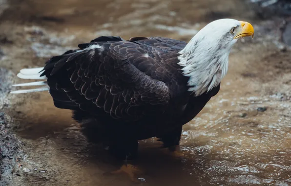 Вода, ручей, птица, перья, клюв, белоголовый орлан, bald eagle