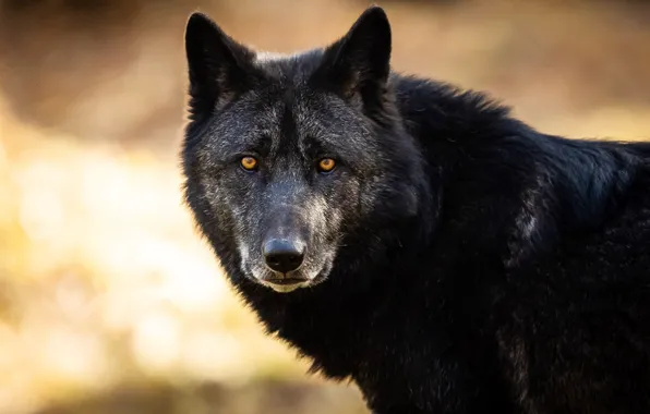 Картинка animal, wildlife, black wolf