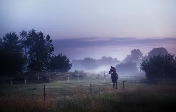 Поле, туман, кони, утро