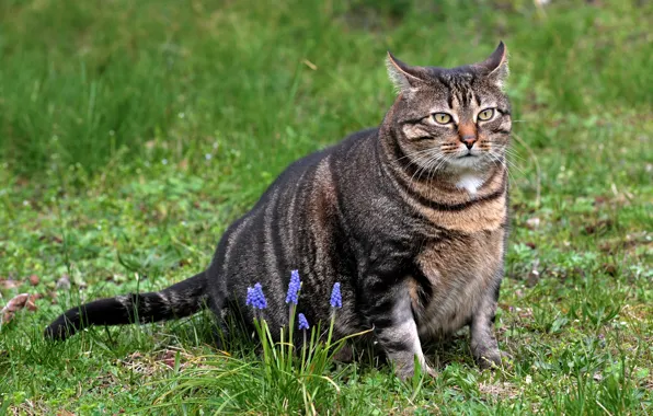 Кошка, трава, кот, взгляд, морда, цветы, серый, весна