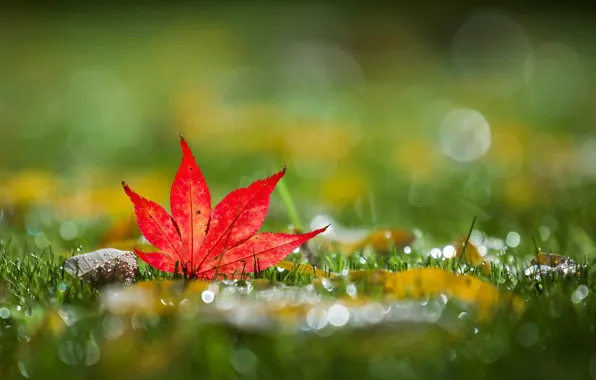 Картинка grass, autumn, bokeh, leaf, mapleleaf