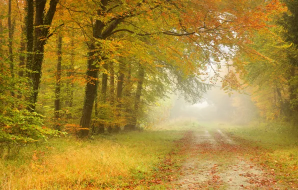 Дорога, осень, лес, листья, деревья, пейзаж, туман