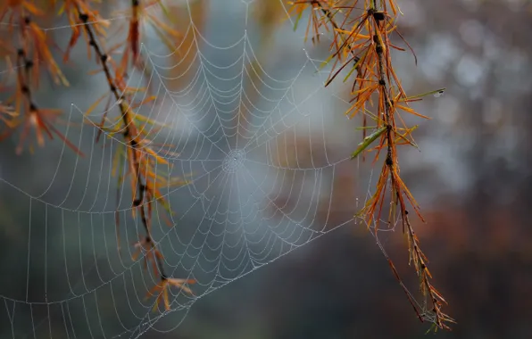 Макро, Паутина, macro, web