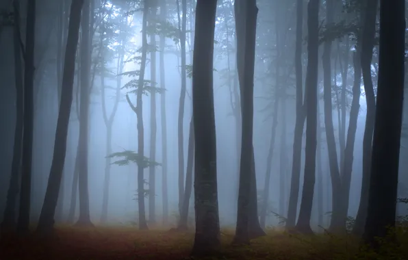 Картинка лес, деревья, пейзаж, природа, туман