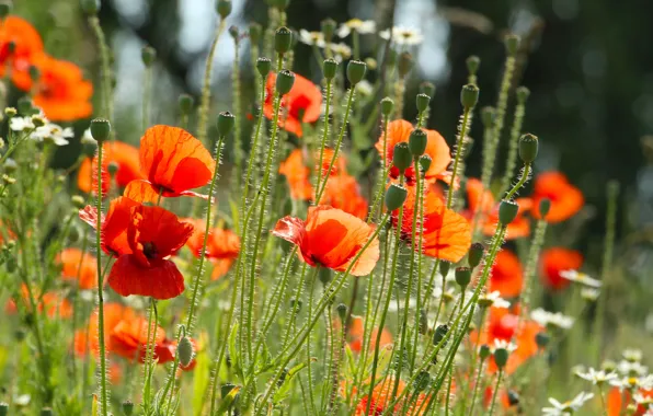 Red, field, garden, poppy, meadow