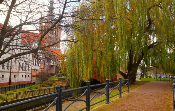 City, tree, street, building