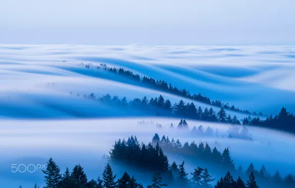 Картинка лес, небо, туман, утро