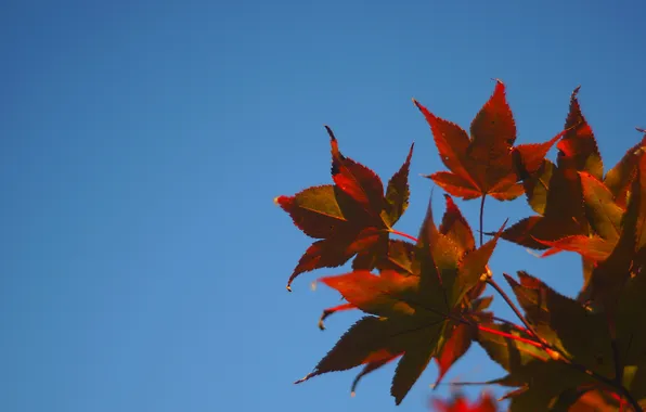 Картинка осень, небо, листья, клен