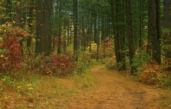 Картинка дорога, осень, лес, деревья, кусты