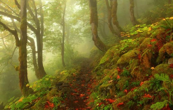 Картинка деревья, туман, камни, листва, Лес