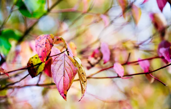 Осень, макро, ветки, природа, дерево, желтые, Листья, красные